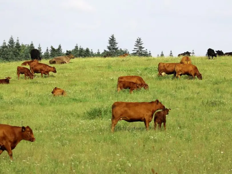 Gourmet Manufaktur Gut Klepelshagen in Strasburg